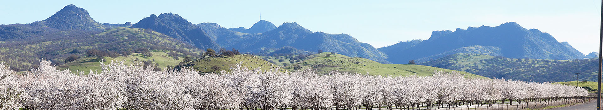 Almond Orchard with Sutter Buttes - Photo Credit: Sutter County Ag Department